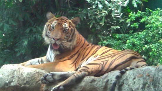 Ogród zoologiczny w Bangkoku